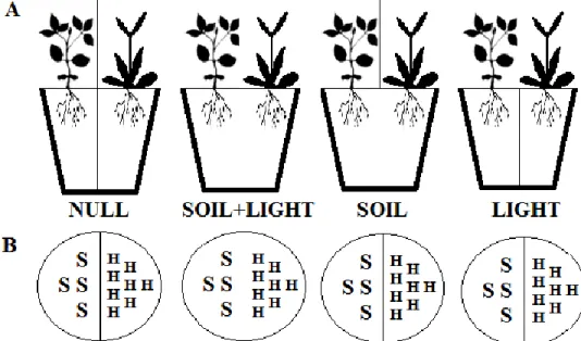 Figure 1. Conditions of competition scheme (A – side view) and distribution of plants in pots (B – top  view)