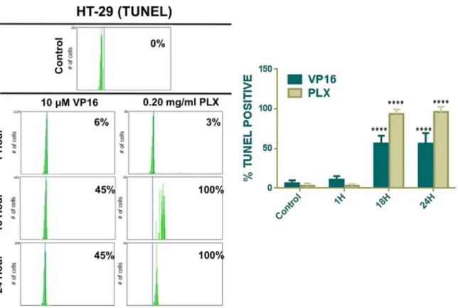 Figure 4. PLX Induces Double-stranded DNA Breaks in Cancer Cells. TUNEL labeling was used to detect DNA fragmentation