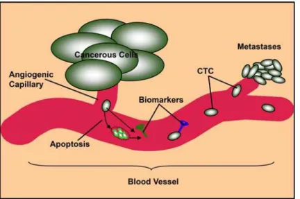 Figure 2. Circulating tumor cells (CTC) and blood-borne markers secreted or released (consequent to tumor-cell fragmentation) in blood vessel.