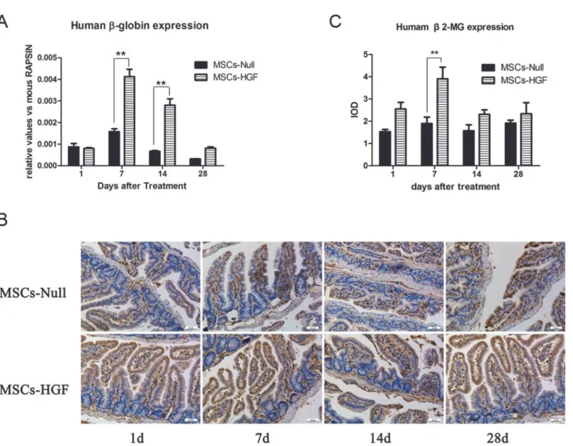Fig 1. Engraftment of injected hMSCs into the intestine of RIII mouse model. To determine the engraftment of hMSCs into the intestine of RIII mice and compare the efficiency between Ad-HGF modified MSCs (MSCs-HGF) and Ad-Null modified MSCs (MSCs-Null), the
