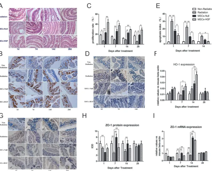 Fig 2. The infusion of MSCs-Null or MSCs-HGF restores the integrity of the intestine in an RIII mouse model