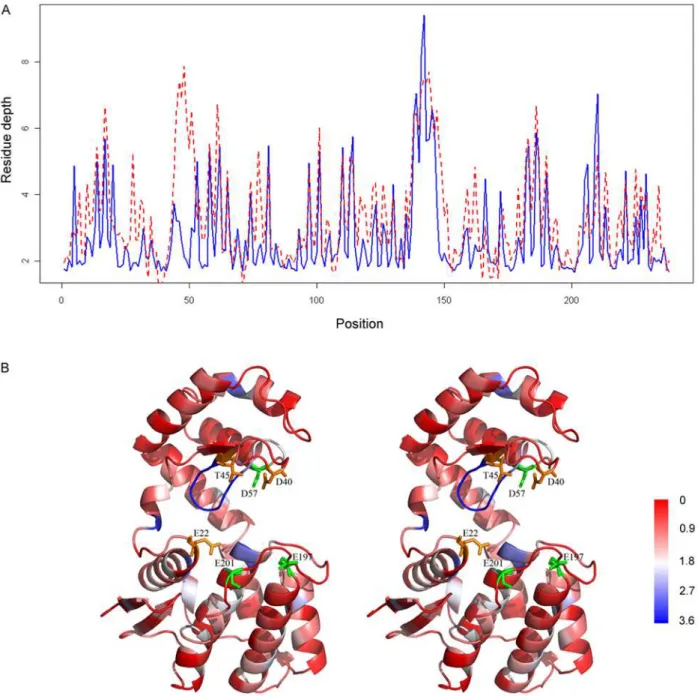 Figure 8. The predicted and observed residue depth profiles for the anti-fungal chitosanase (PDB code:1chk, chain A), as well as the structural mapping of the predicted RD profiles