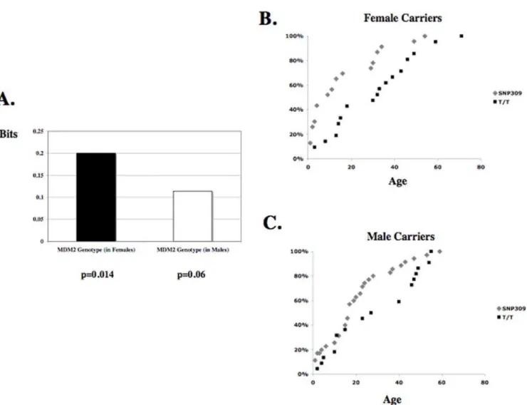 Table 2. The effect of the MDM2 SNP309 locus and gender on the age of diagnosis in p53 mutation carriers.