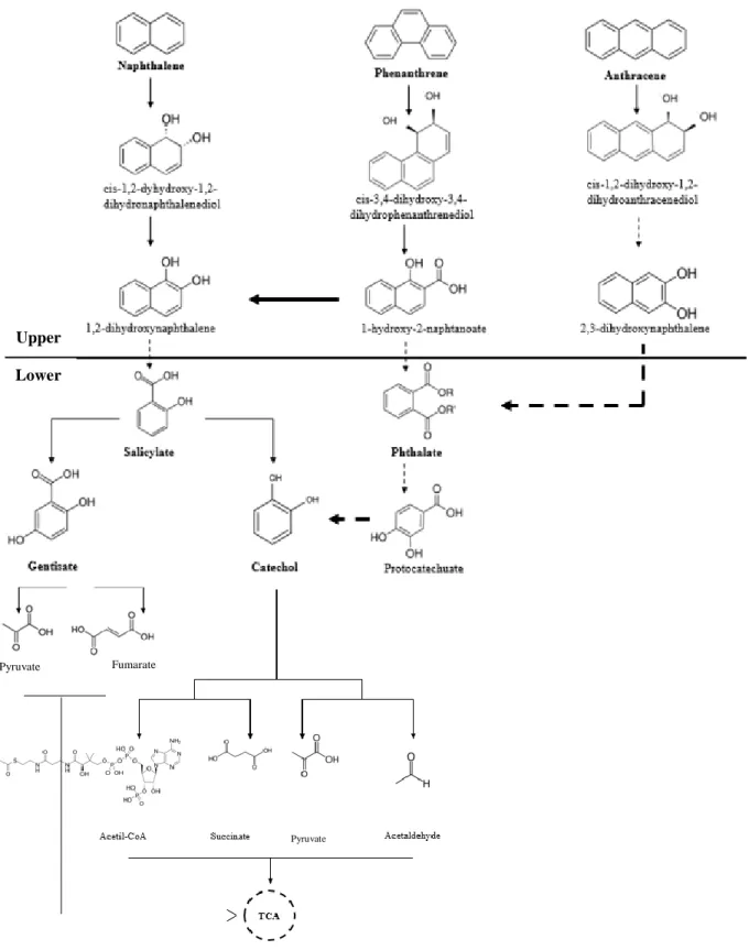 Figure 1 Representative scheme of the main upper and lower aerobic degradation pathways of PAHs under study