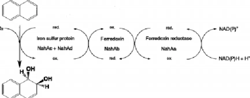 Figure  2  Initial  oxidation  of  naphthalene  to  cis-1,2-dihydroxy-1,2-dihydronaphthalenediol  by  naphthalene  dioxygenase (extracted from Habe and Omori, 2003)