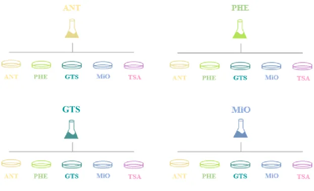 Figure 4 Simplified scheme of the previous work carried by Pedro Teixeira, in the scope of his PhD thesis where  the 4 experiments of adaptive evolution are represented, from which the microorganisms were isolated in different  isolation  medium
