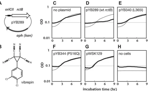 Figure 1. Identification of a small molecule that inhibits RctB-dependent replication