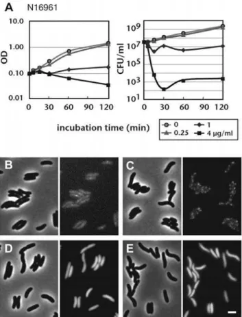 Figure 4. Influence of vibrepin on V. cholera e. A) The optical density or number of colony forming units in cultures of the V