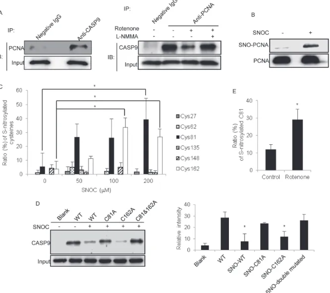 Fig 4. Effects of the S-nitrosylation status of PCNA on the interactions of PCNA and caspase-9
