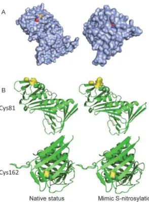 Fig 6. Potential structural consequences of S-nitrosylation for PCNA. (A) The surface accessibility of S-nitrosylation sites