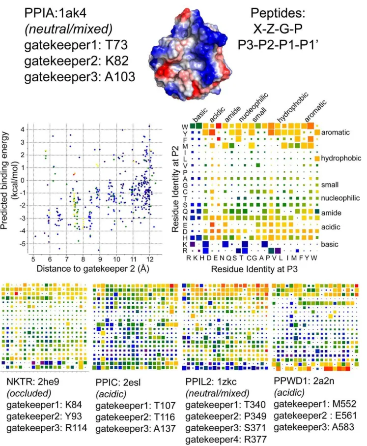 Figure 6. Peptide:protein simulations for five members of the cyclophilin family. At the top are detailed results for PPIA