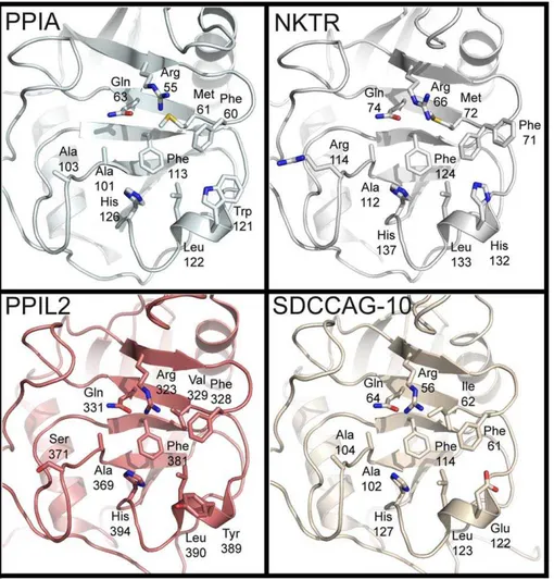 Figure 3. The structural consequences of substitutions in the cyclophilin active site
