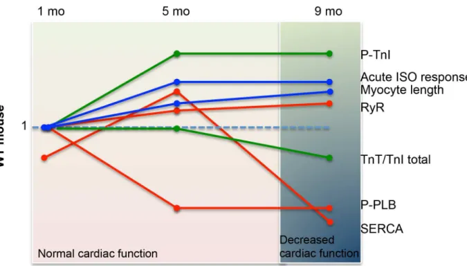 Fig 7. Summary of the changes in protein expression and cardiac function in the Pkd2+/- mice examined over a 9 mo period