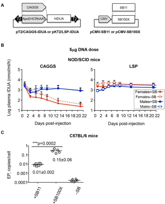 Figure 1.  Expression of IDUA from different promoters in NOD/SCID MPS I mice.  A. Vectors used in this study