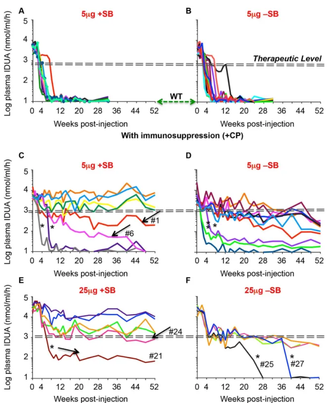 Figure 2.  Expression of transgenic hIDUA in C57BL/6 mice.  Mice aged 12 weeks were treated with 5μg or 25μg pKT2/LSP- pKT2/LSP-IDUA  ±  pCMV-SB100X  at  5:1  and  10:1  weight  ratio,  respectively