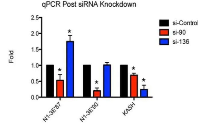 Figure 6. Nesprin-1 expression is highly adaptable. Expression levels of N1-3 9 E87, N1-3 9 E90 and nesprin-1 KASH domain were monitored post- post-siRNA knockdown using post-siRNAs targeting exons 90 and 136 of the nesprin-1 gene