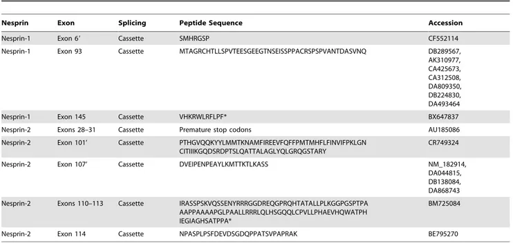 Figure 7. Identification of nesprin-1 and nesprin-2 splicing events. A) PCR amplification across splice sites was carried out from cDNA isolated from U2OS cells