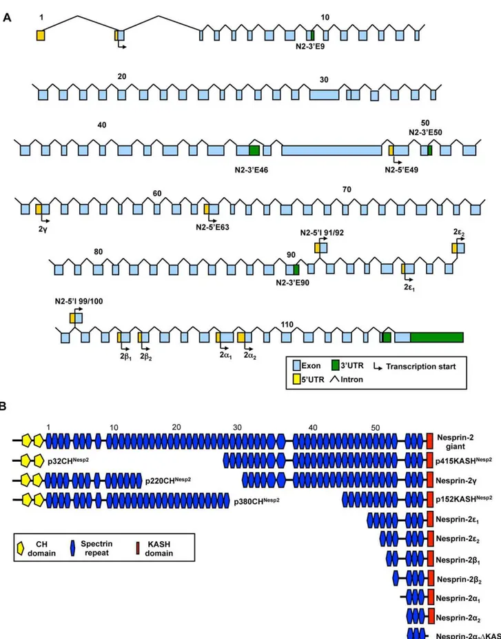Figure 3. Potential nesprin-2 isoforms. A) Genomic map of the nesprin-2 gene highlighting the positions of the nesprin-1 UTRs identified to date