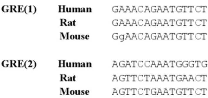 Figure 5. Caveolin-1 mRNA expression of vehicle versus corticosterone treated animals