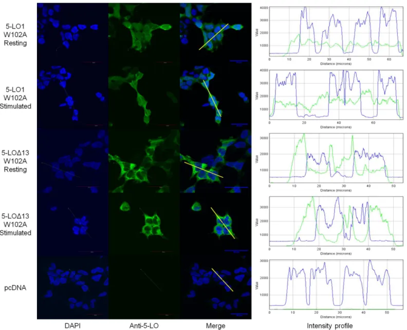 Fig 7. Sub-cellular localization of the W102A mutants of 5-LO1 and 5-LO Δ 13 in resting and stimulated cells
