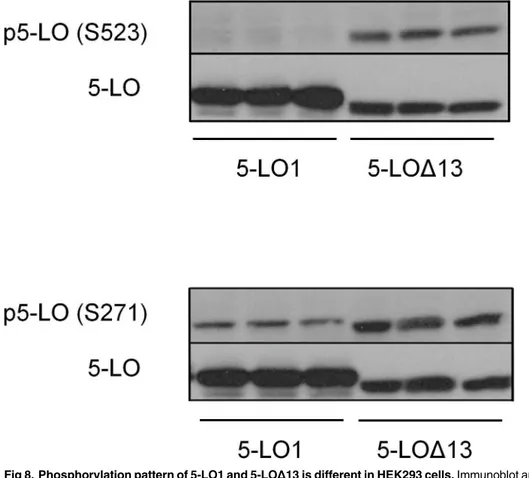 Fig 8. Phosphorylation pattern of 5-LO1 and 5-LO Δ 13 is different in HEK293 cells. Immunoblot analysis of resting HEK293 cells expressing either 5-LOΔ13 or 5-LOΔ13