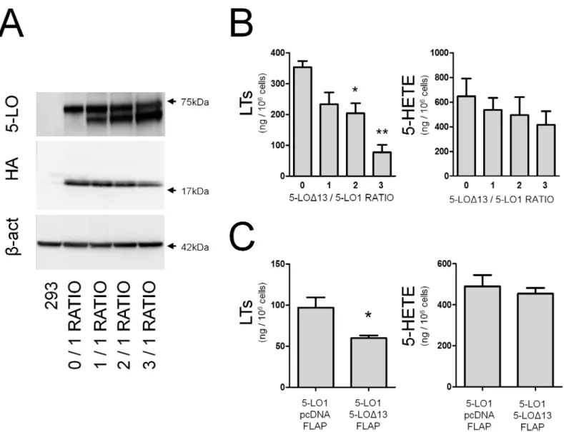 Fig 2. The Δ -13 isoform of 5-lipoxygenase inhibits LT biosynthesis in a dose-dependant manner