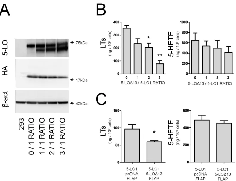 Fig 2. The Δ -13 isoform of 5-lipoxygenase inhibits LT biosynthesis in a dose-dependant manner