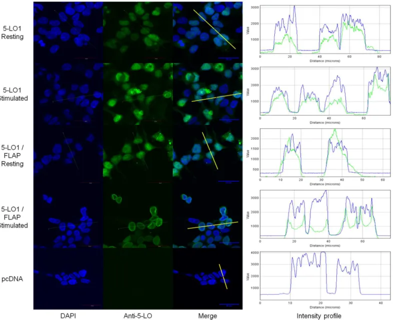 Fig 4. Sub-cellular localization of wild-type (WT) 5-lipoxygenase in cells expressing FLAP or not