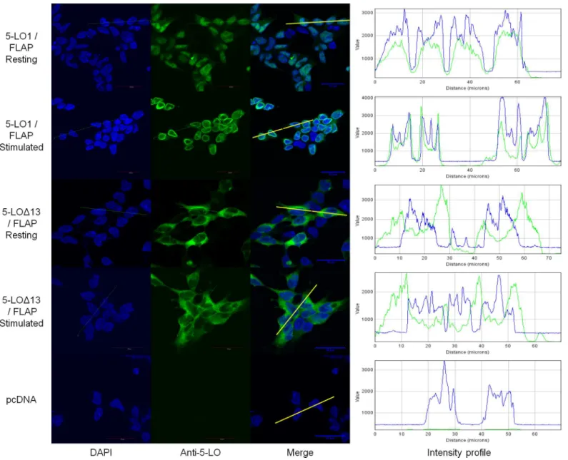 Fig 5. Sub-cellular localization of 5-LO1 and 5-LO Δ 13 in resting and stimulated cells