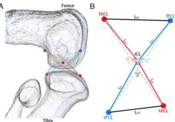 Fig 1. Imaging of measurement points. A: A 3D reconstruction of the knee joint was generated from 2D continuous sections with Amira software