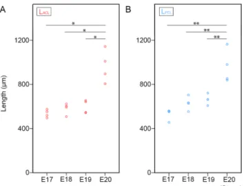 Fig 3. Length of cruciate ligaments. A: The length of the ACL at E17, E18, E19, and E20
