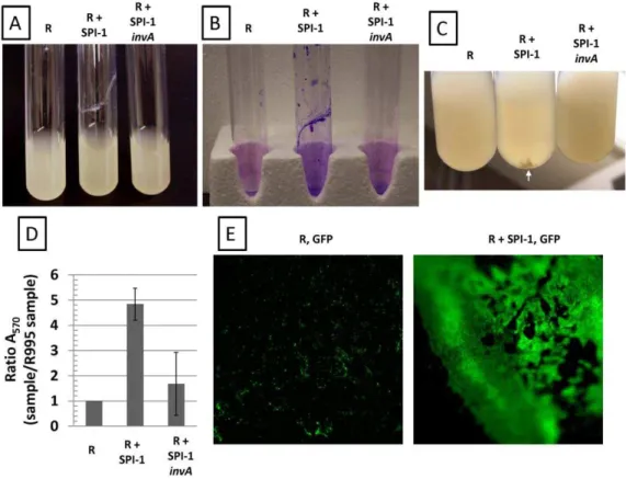 Figure 1. Biofilm-like cell aggregation mediated by SPI-1. Panel A. Cultures of the S