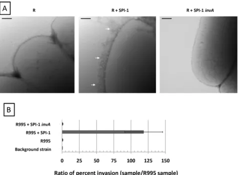 Figure 2. R995 + SPI-1 strains express elevated SPI-1 functions. Panel A. TEM micrographs of x3339 flhCD strain containing R995 (denoted as ‘‘R’’), R995 + SPI-1, or R995 + SPI-1 invA