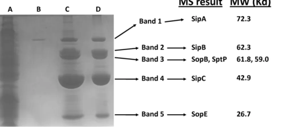 Figure 4. Immunofluorescence microscopy of biofilm samples. Panel A: Biofilms were harvested from strain x3339 flhCD containing either R995 + SPI-1 SipA-FLAG or R995 + SPI-1 and visualized via immunofluorescence microscopy as described in the Results and M