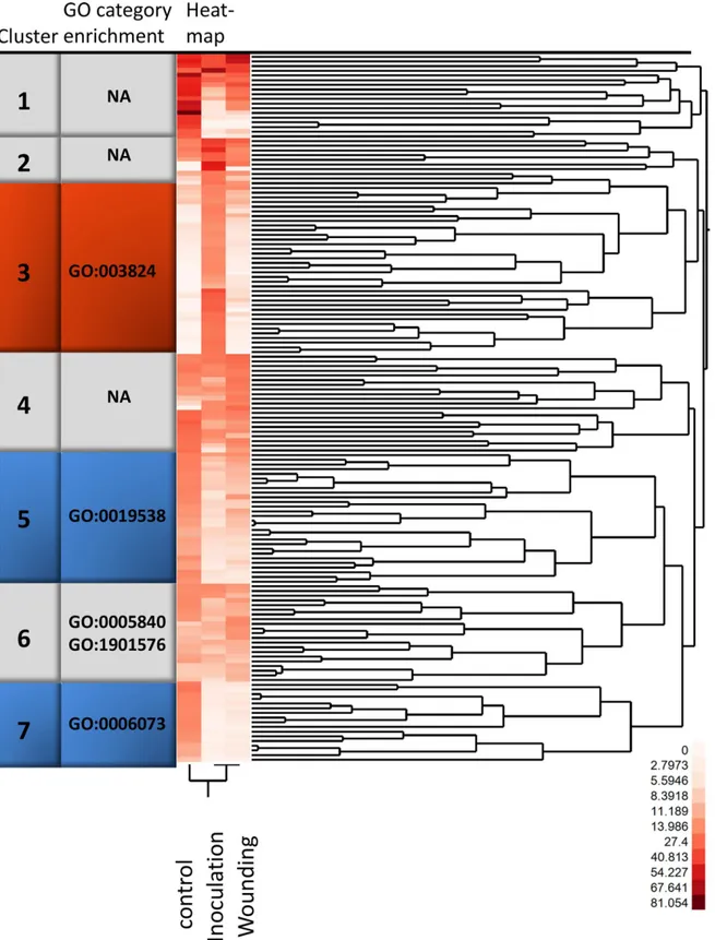 Fig 1. Two-way clustering of the 150 most highly expressed transcripts. A two–way clustering of normalized 454 sequence count data using Ward’s hierarchical cluster algorithm