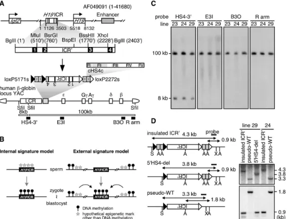 Figure 1.  Experimental design.  (A) Generation of Insulated ICR' transgenic mice (top)