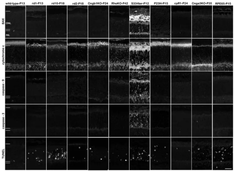 Figure 3. Apoptosis in the retina is restricted to the S334ter rat model. The analysis of BAX expression, mitochondrial cytochrome c release, activation of caspase-9 and -3 shows essentially no positive detection in 9 out of 10 animal models for hereditary