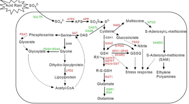 Figure 4. Schematic representation of a possible systematic response mechanism related to sulfur metabolism in Arabidopsis thaliana under simulated acid rain (AR) stress