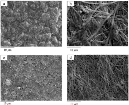 Figure 3. Structure of BC film produced from optimised SBW medium with magnification 5,000× 