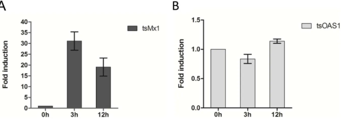Table 2. Primers used in this study.