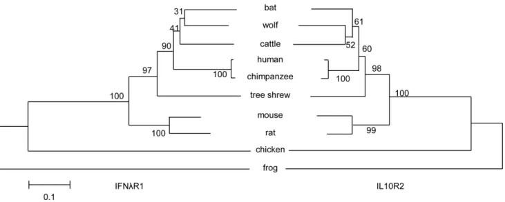 Figure 5. Phylogenetic analysis of tsIFN l R1 (left) and tsIL10R2 (right) within representative vertebrate species