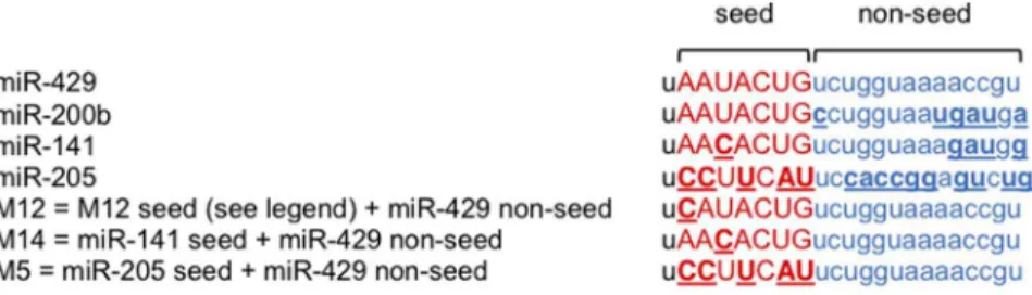 Fig. 2. Sequence alignments of miR-429, miR-200b, miR-141, miR-205, M12, M14 and M5. Seed and non- non-seed regions are colored in red and blue, respectively