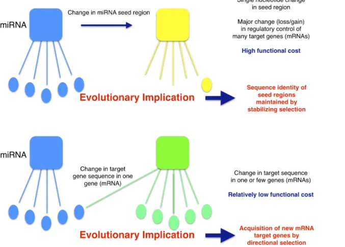 Fig. 4. The high functional cost of even single nucleotide changes in miRNA seed regions implies a mechanism of miRNA regulatory evolution