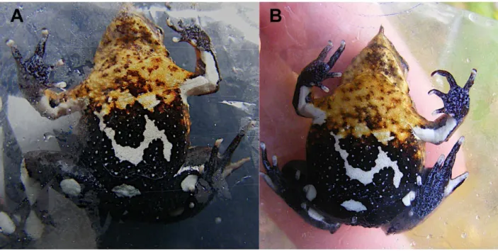 Figure 1. Individual ventral pattern in Darwin’s frog. Recaptured Southern Darwin’s frog ( Rhinoderma darwinii )
