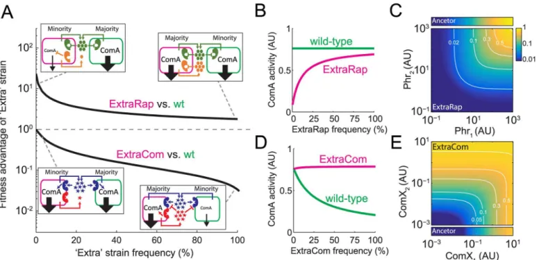 Fig 2. Modeling captures the social interactions in the B. subtilis ComA network. (A) Modeling results for the fitness advantage of the ExtraRap and ExtraCom strains over the wild-type