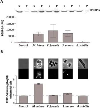 Figure 1. Differential binding of PGRP-SA to the surface of live Gram-positive bacteria