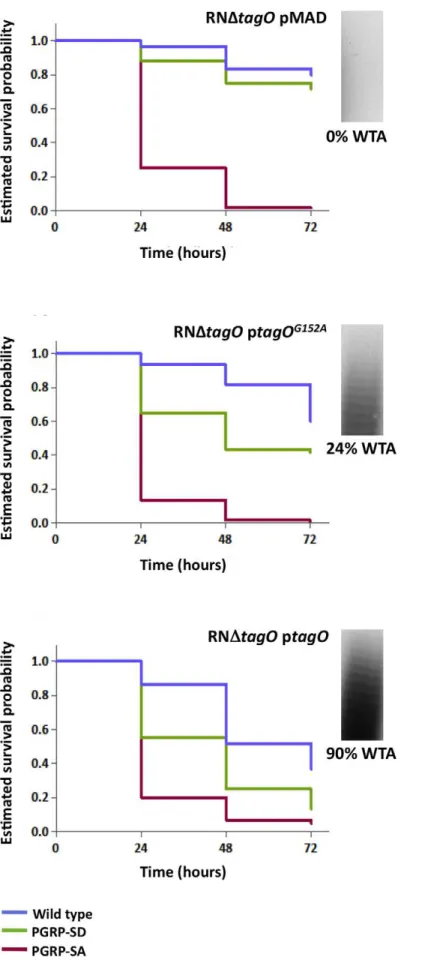 Figure 5. The levels of WTA modulate the requirement for PRRs. Survival of infected flies (n = 60) was monitored at 24 hours intervals for three days, and estimates of survival constructed from the raw data