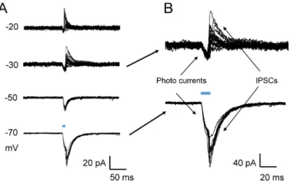 Fig 6. Optostimulation evoked lateral inhibition among GABAergic neurons. (A) Voltage clamp recording for light evoked inward currents