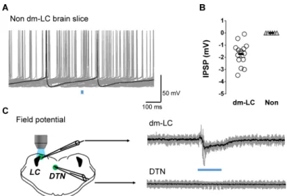 Fig 4. (A) In the brain slices without dmLC GABAergic neurons, 10 ms blue light pulse failed to elicit IPSP in LC neurons