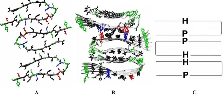 Figure 5. Quiescent fibril structure model of brain-seeded fibrils. A: An initial structure B–C: a representative last snapshot in ribbon and in cartoon